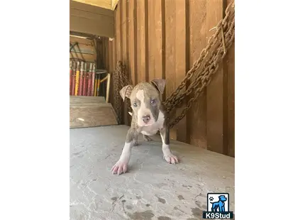 a american bully dog standing on a tile floor